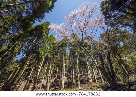 Blossoming Edohigan cherry tall tree among conifers under blue sky Stock photo © 