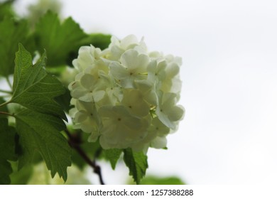 Fleur Sureau Images Stock Photos Vectors Shutterstock