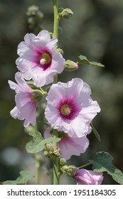 Blossoming Flower Of The Bristly Hollyhock (Alcea Setosa), An Ornamental Plant In The Family Malvaceae, Native To The Levant