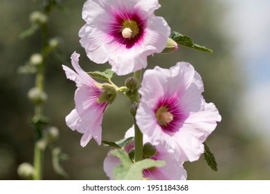 Blossoming Flower Of The Bristly Hollyhock (Alcea Setosa), An Ornamental Plant In The Family Malvaceae, Native To The Levant