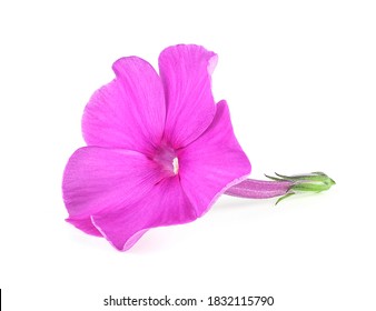Blossoming flower phlox isolated on a white background. Pink flower of flox.