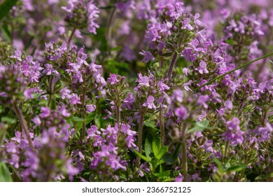 Blossoming fragrant Thymus serpyllum, Breckland wild thyme, creeping thyme, or elfin thyme close-up, macro photo. Beautiful food and medicinal plant in the field in the sunny day.