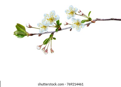 Blossoming Fruit Branch Isolated On White Background.