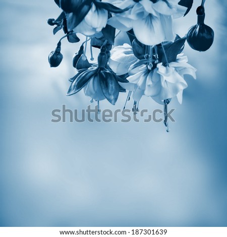 Similar – forget-me-not Colour photo