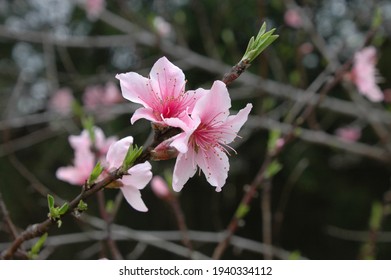 Blossoming Georgia Peach Spring Flowers 