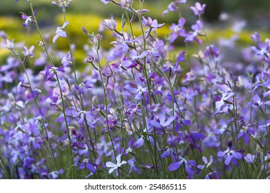 Blossoming Gillyflower Stems At A Meadow