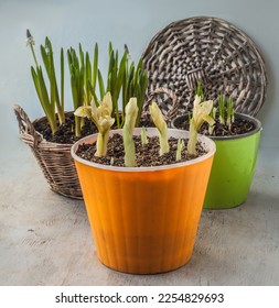 Blossoming  Iridodictium  or Iris reticulata 'Katharine Hodgkin', crocus and muscari  in pot and  basket  on a gray  background - Shutterstock ID 2254829693