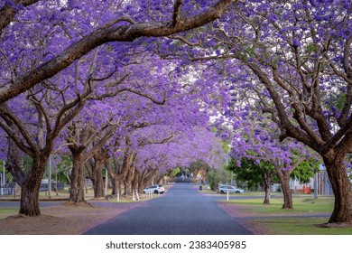 Blossoming jacaranda trees in Grafton, NSW, Australia - Powered by Shutterstock