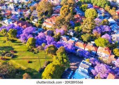 Blossoming Jacaranda Trees In Wealthy Residential Suburb Of Sydney North Shore - Aerial View.