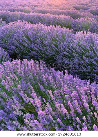 Similar – #A# Lavender sun