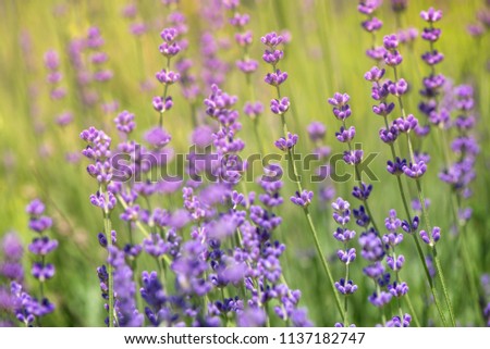 Similar – Image, Stock Photo Delicious Lavender Nature