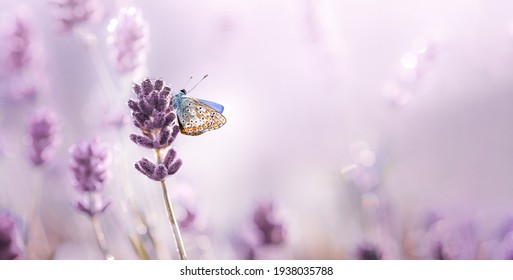 Blühende Lavendel-Blumen mit Tau und Schmetterling im Sommer Morgenlandschaft Hintergrund . Lila wachsendes Lavendel, Nahaufnahme.