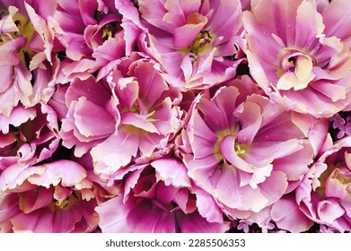Blossoming light pink tulips and spring flowers festive background, bright springtime bouquet floral card, flowerwall image, selective focus - Shutterstock ID 2285506353