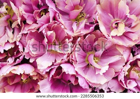 Blossoming light pink tulips and spring flowers festive background, bright springtime bouquet floral card, flowerwall image, selective focus
