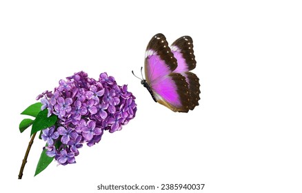 blühender Lila-Ast und Schmetterling. hellvioletter Morpho-Schmetterling auf lila Blumen in Wassertropfen einzeln auf weiß.  – Stockfoto