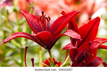 blossoming lilies. small depth of sharpness