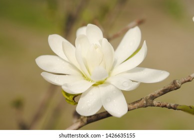 Blossoming Lilytree Or Magnolia Denudata