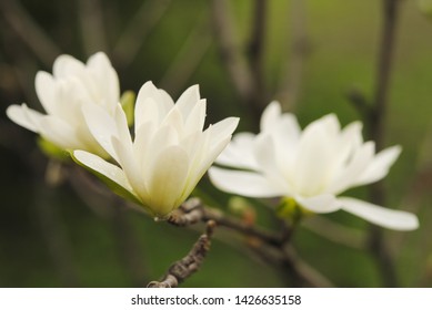 Blossoming Lilytree Or Magnolia Denudata