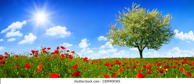 Blossoming Lone Tree On A Colorful Meadow With Poppy Flowers, With The Sun Shining Bright In The Deep Blue Sky