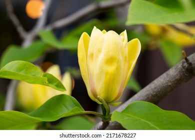 Blossoming of magnolia yellow flowers in a spring garden, natural seasonal floral background with copyspace.