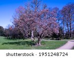 Blossoming Magnolias in early spring, Riehen, Switzerland