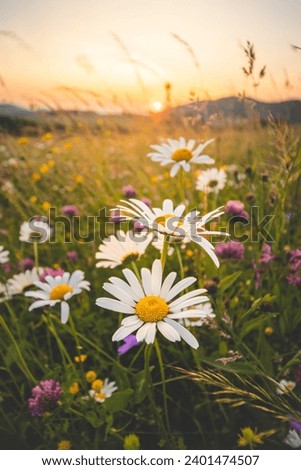 Blossoming meadow flowers in a pristine field in Beskydy mountains, Czech Republic. Sunset with daisies at golden hour.