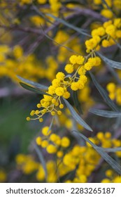 Blossoming of mimosa tree (Acacia pycnantha, golden wattle) close up in spring, bright yellow flowers, coojong, golden wreath wattle, orange wattle, blue-leafed wattle, acacia saligna