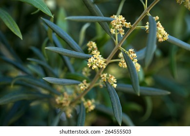 Blossoming olive tree branch - Shutterstock ID 264555503