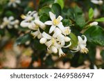 Blossoming orange tree flowers, orange blossoms, Spring harvest, closeup of Orange tree branches with flowers, buds and leaves, Chakwal, Punjab, Pakistan