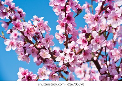 Blossoming peach tree branches, the background blurred
