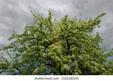 Blossoming of a pear tree against a cloudy sky. Spring season, April. Web banner.