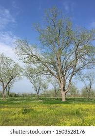 Blossoming Pecan Tree And Flowery Field During Springtime In Texas