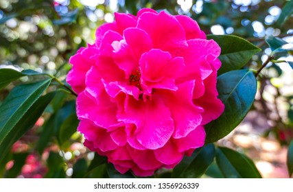 Blossoming Pink Camellia,Araluen Botanic Park,Western Australia