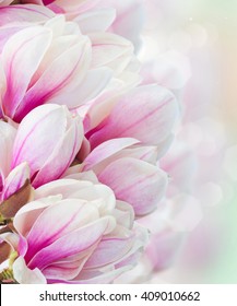 Blossoming Pink Magnolia  Tree Flowers Close Up In Garden