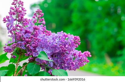 Lilac Tree Images Stock Photos Vectors Shutterstock