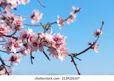 Blossoming of pink and purple spring almond tree flowers on blue sky background, nature concept.