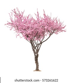 Royalty Free Cherry Blossom Tree Stock Images Photos Vectors