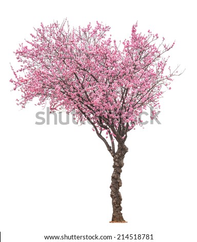 blossoming pink sacura tree isolated on white background 