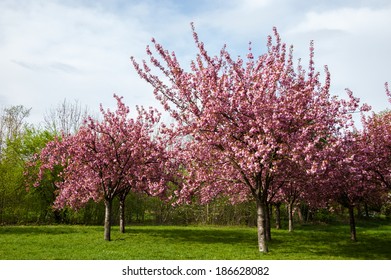 1,193 Prunus triloba Images, Stock Photos & Vectors | Shutterstock