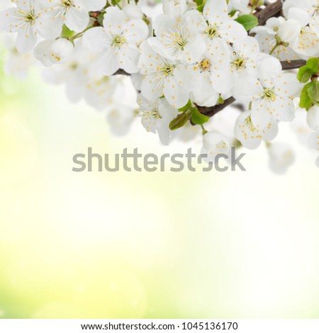 Similar – Image, Stock Photo Blossom pear tree in white flowers