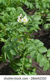 Blossoming Potatoes (Solanum Tuberosum L. )