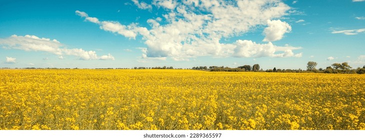 Blossoming rapeseed field with beautiful sky in spring