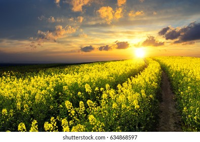 Blossoming rapeseed field leading to the beautiful sunset sky