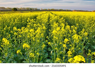 Blossoming Rapeseed Flowers' Fields: Yellow Vanishing Point