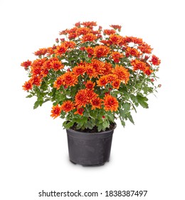 Blossoming red chrysanthemum in black flower pot on white background