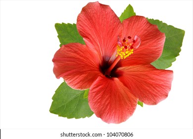 Blossoming red flower of treelike Hibiscus with two petals on pestle, stamens and leaves, isolated on white