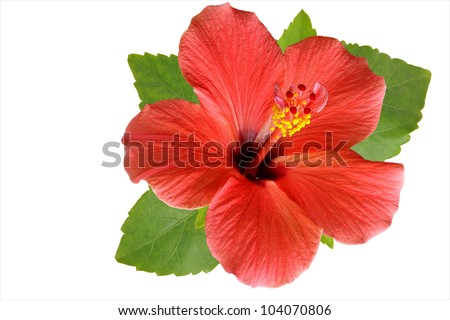 Blossoming red flower of treelike Hibiscus with two petals on pestle, stamens and leaves, isolated on white