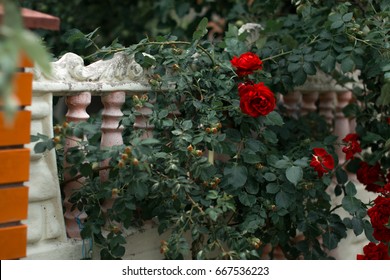 Blossoming red roses near a brick fence
