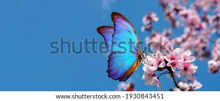 blossoming sakura. branch of blossoming sakura and bright blue morpho butterfly against blue sky. copy space	