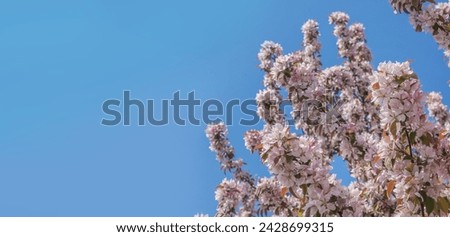 Blossoming of sakura branch on background blue sky on a sunny day. Hanami concept, admiring sakura and cherry blossoms. Place for text